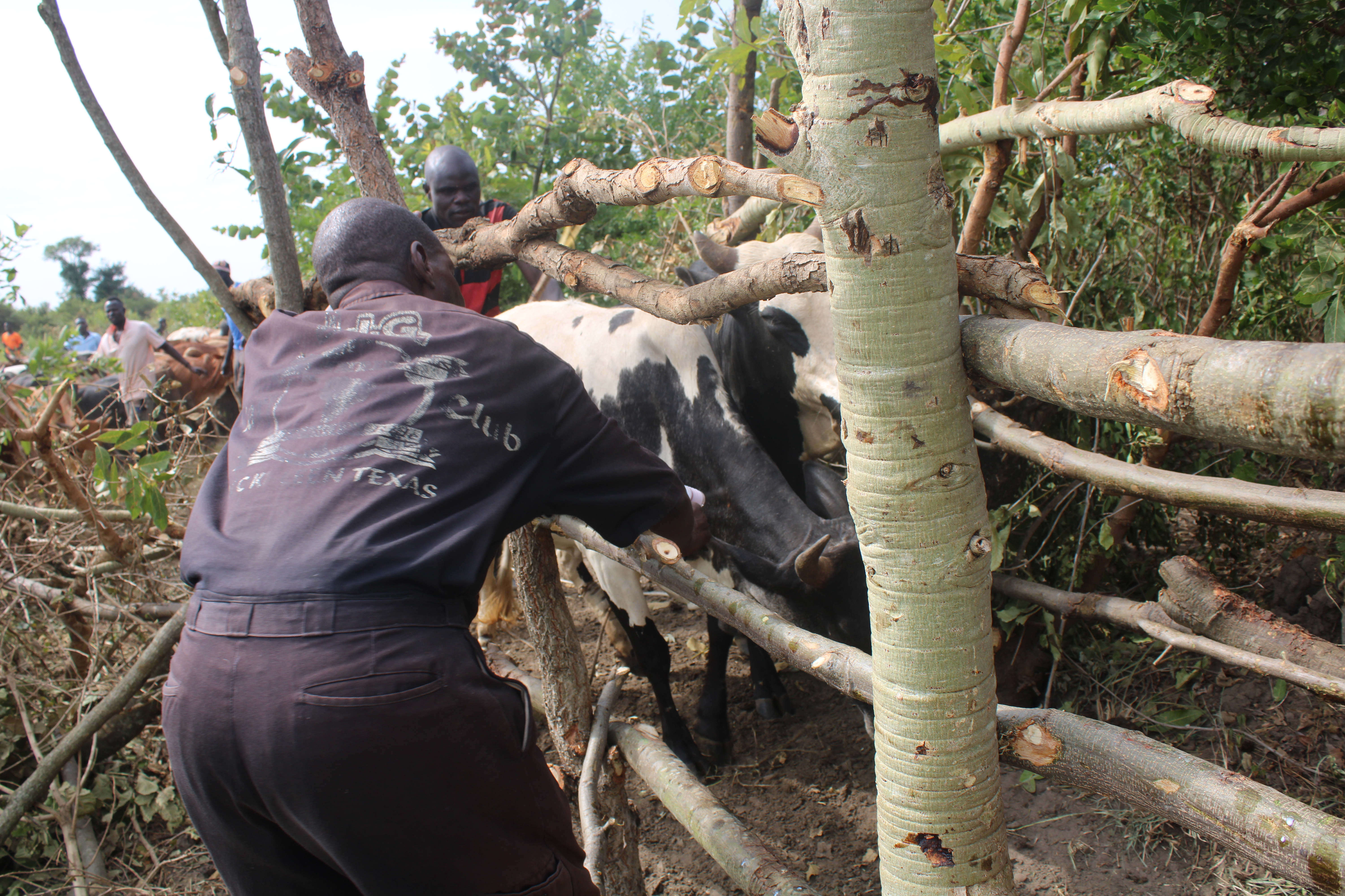 Charles Omayo, a veterinary doctor vaccinating cattle recently