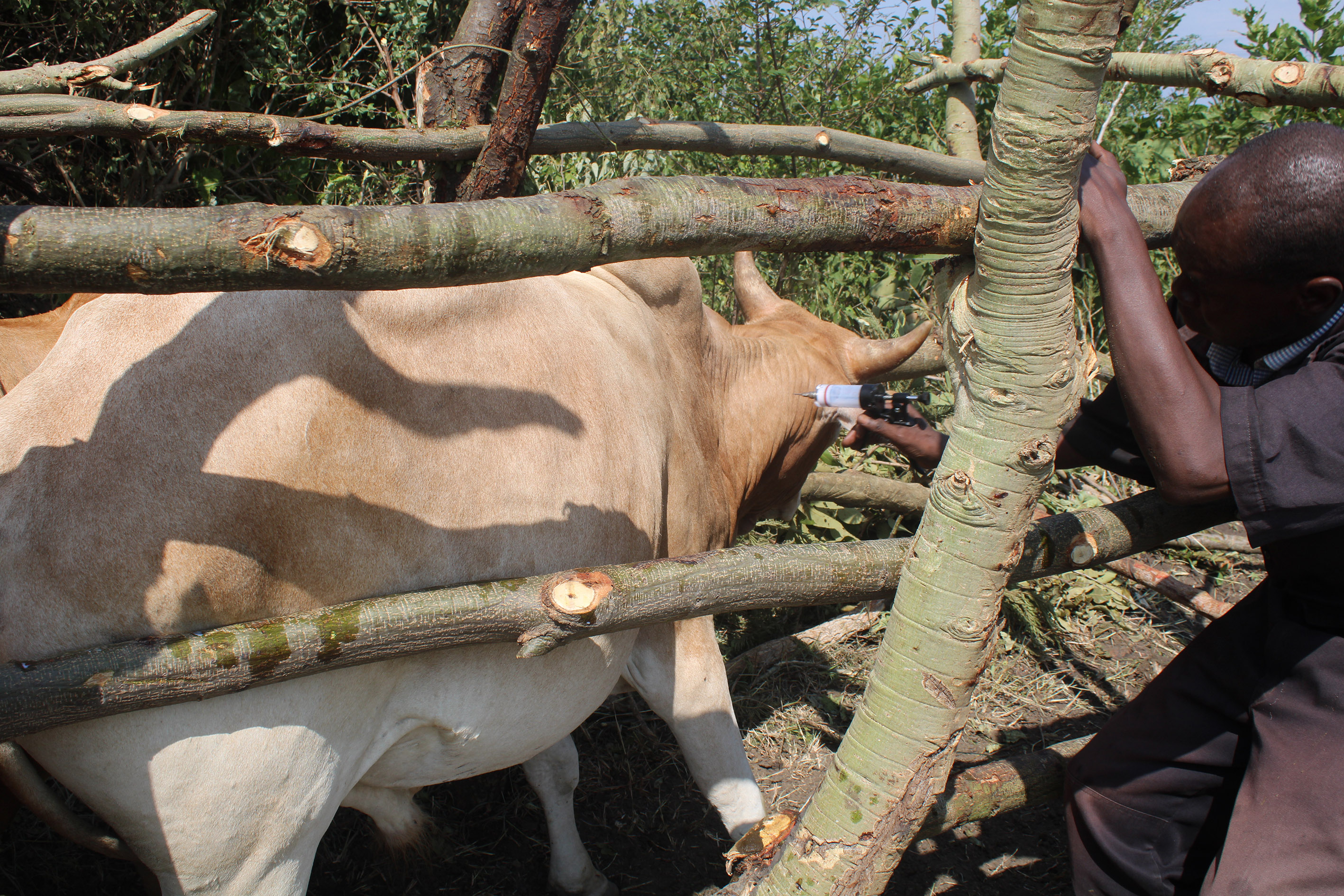 Doctor Omayo Charles vaccinating a cow in a temporal cattle crush in Akoromit Sub County recently