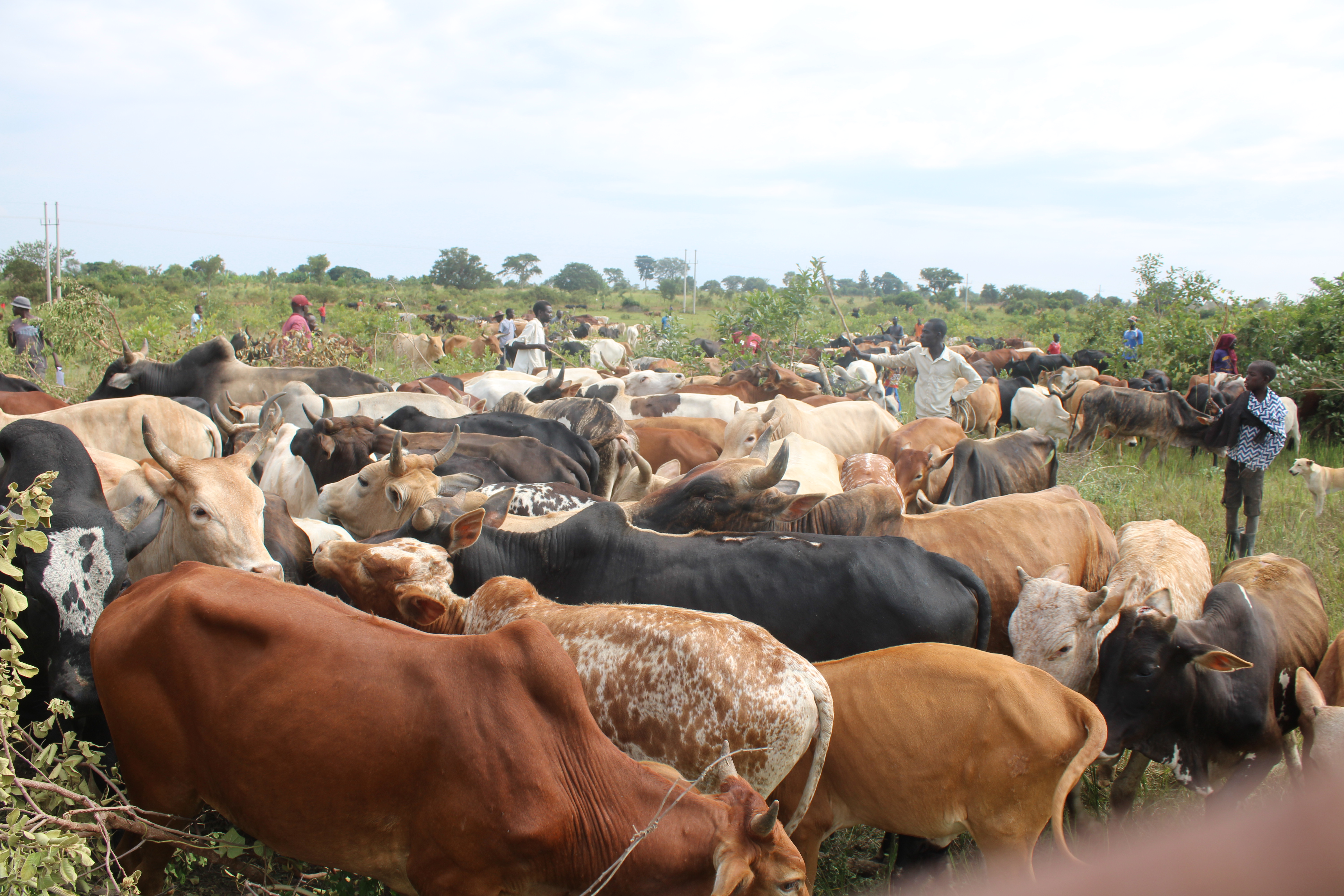 Some of the cattle in Kapelebyong to be vaccinated