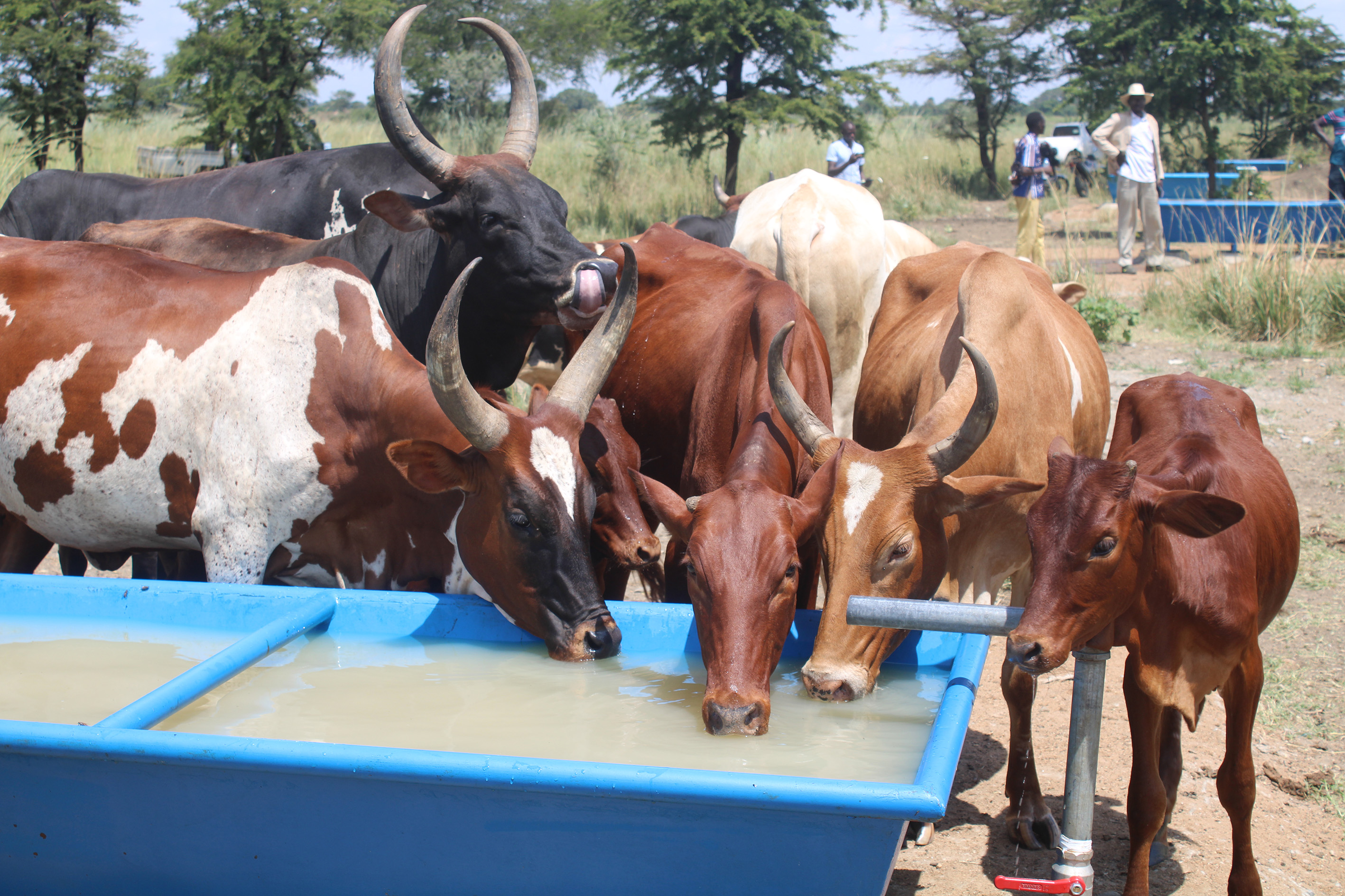 The cattle drinking water in the troughs at Odukul valley tank on Wednesday